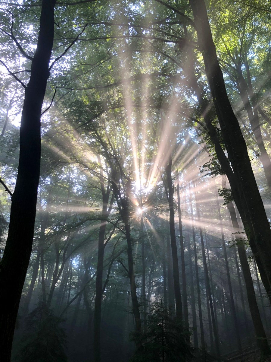 Lichtstrahlen im Wald der Südeifel – Naturcoaching Steffen Süsse